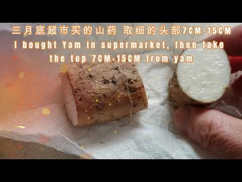 Video: Chinese Yam Plants - How Do You Grow Yams