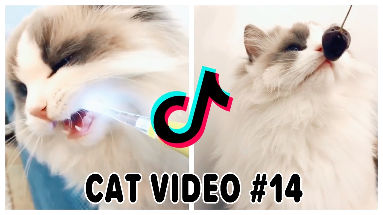 Tik Tok CAT Cute and Funny Cat Videos Compilation 14 Meow Animals