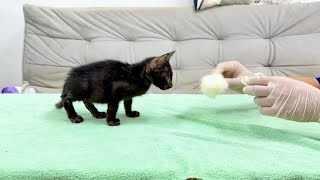 Incredibly, the black kitten can walk again. But he has a back leg injury