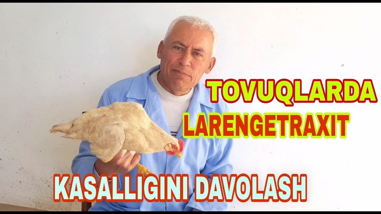 Tovuqlarda larengetraxit kasalligini davolash. Larengetraxit o'zi nima?