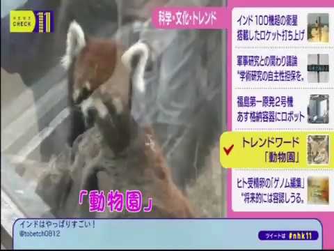けものフレンズ NHKで取り上げられる