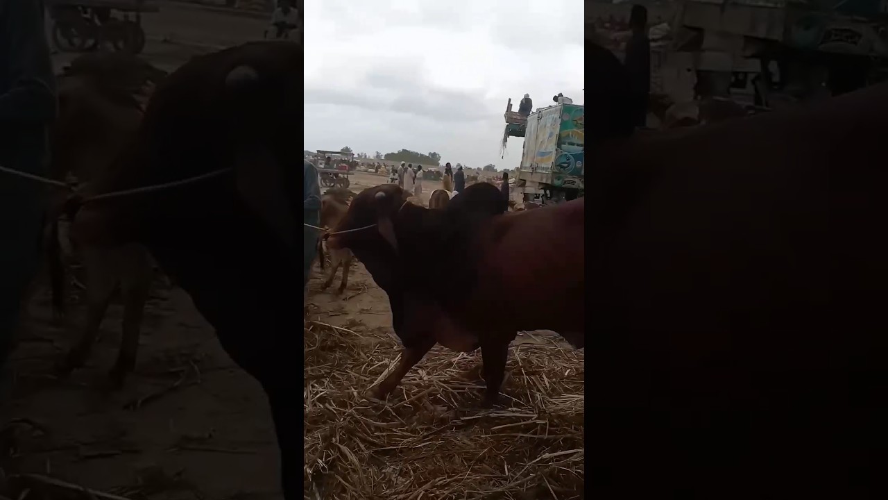 Unloading Dangerous Cow 