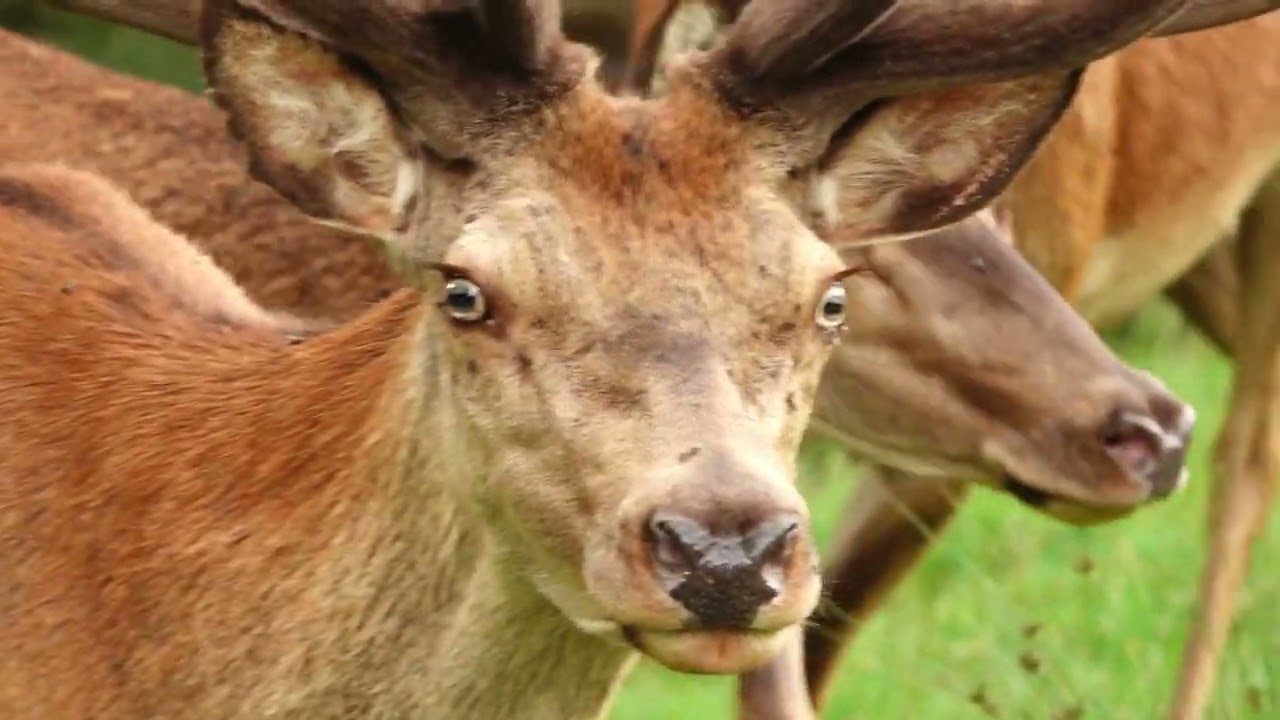 Parc Animalier Le Saint Hubert - YouTube