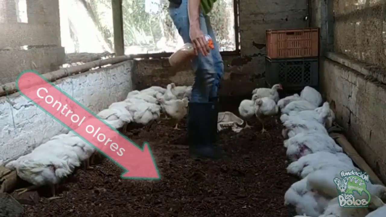 💲🐔💲TIP 1 para la CRIA de tus POLLOS de engorde YouTube