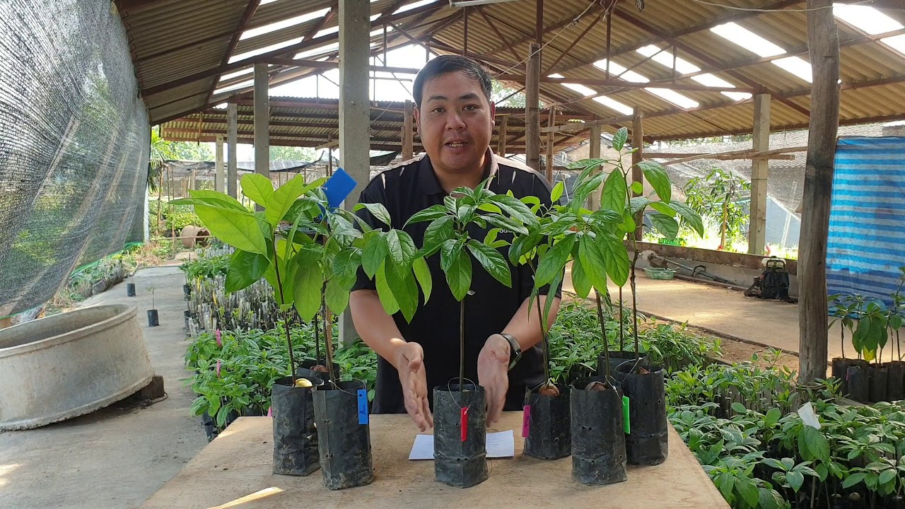 อะโวคาโด้ vlog ep.42 ตอบปัญหาการปลูกอะโวคาโด้