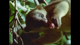 Honey Bear Mother and Baby Feeding | Jungle Nights | BBC Earth