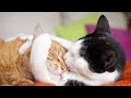 Cute Cats Grooming Each Others