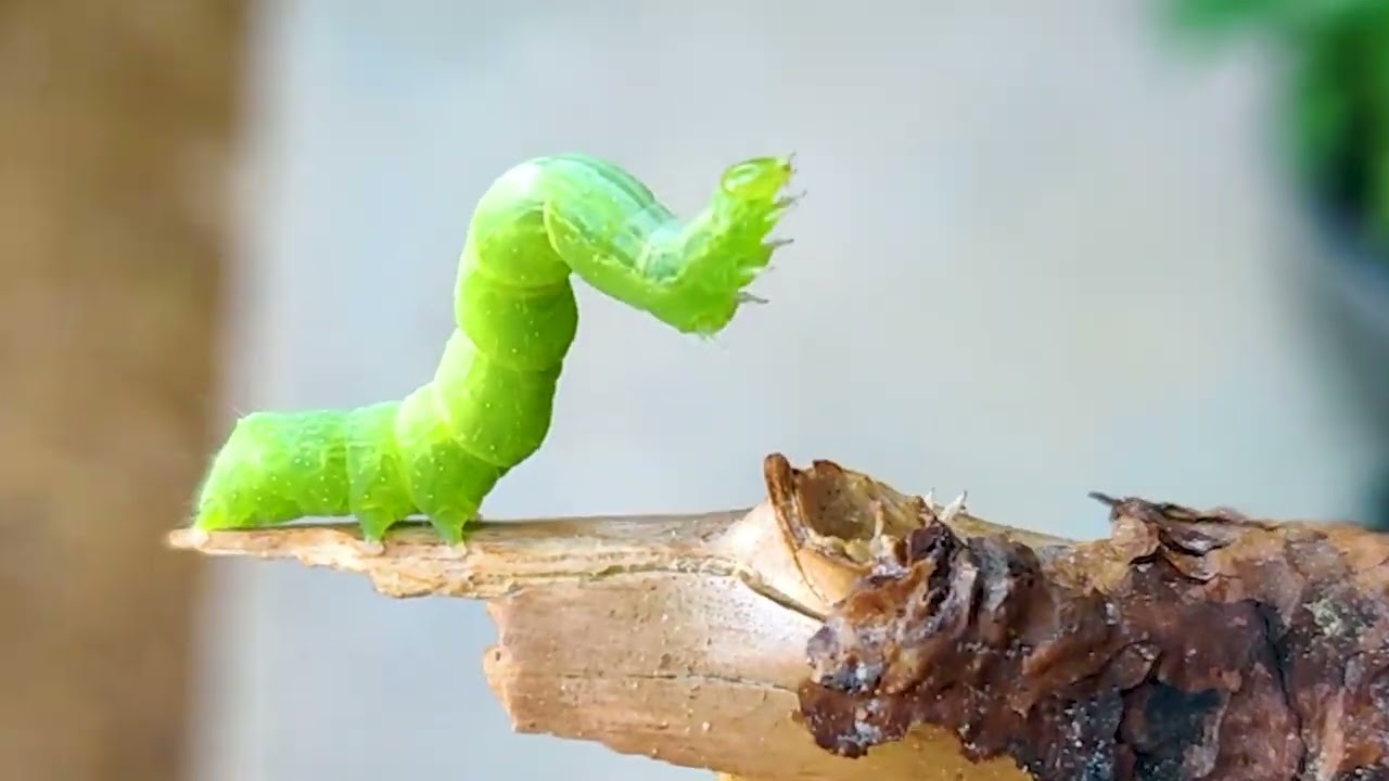 Amazing Caterpillar Green Caterpillar walk Macro shoot Pachila