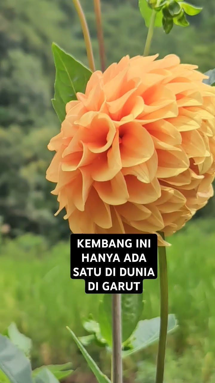 Bunga Terindah Di Dunia