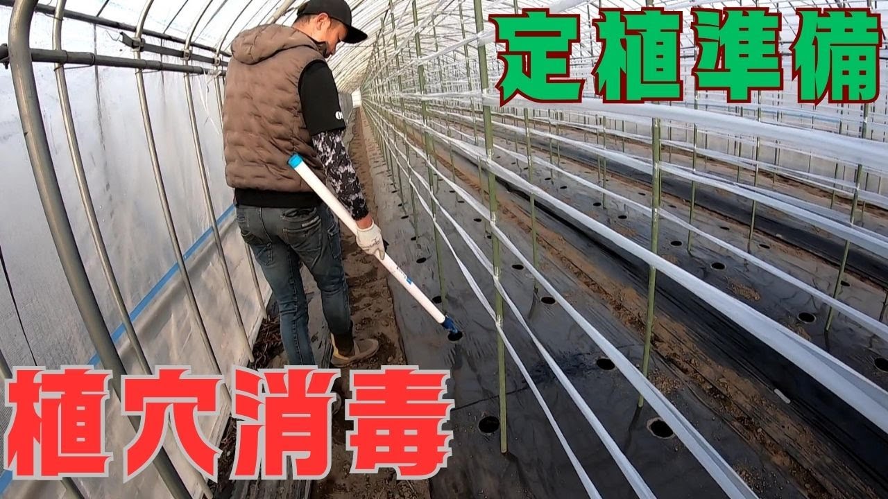 【定植準備】外来種が襲ってくる！これで大丈夫！？