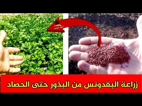 فيديو: كيفية تقليم الأزاليات: 7 خطوات (بالصور)