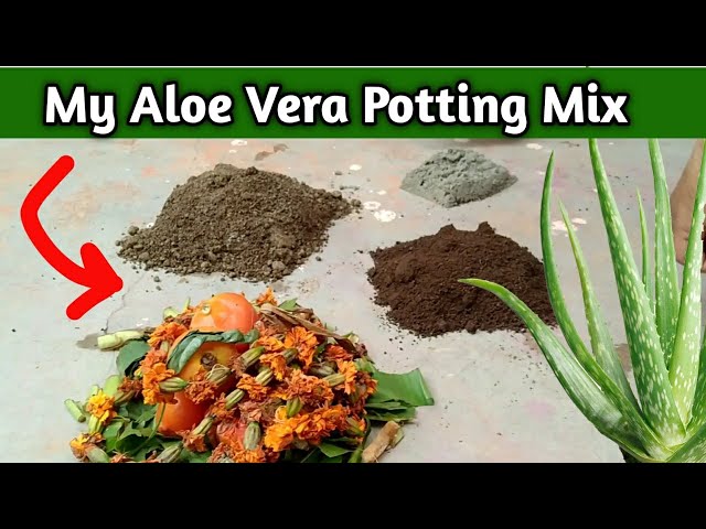 MY ALOEVERA POTTING MIX | Best Soil for Growing Aloevera || - YouTube