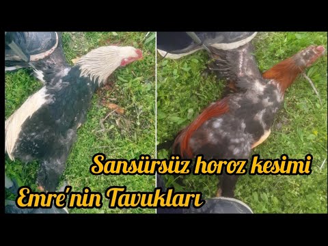 Horoz Kesimi ve Temizlenmesi - Sansürsüz - Ayrıntılı - Cock Cutting And Cleaning