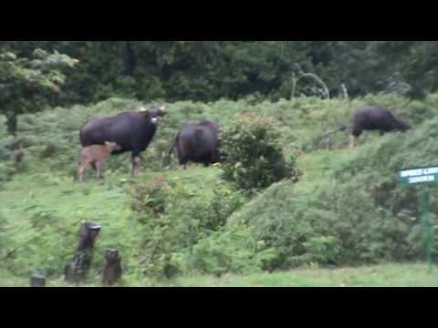 Pampadum Shola National Park video