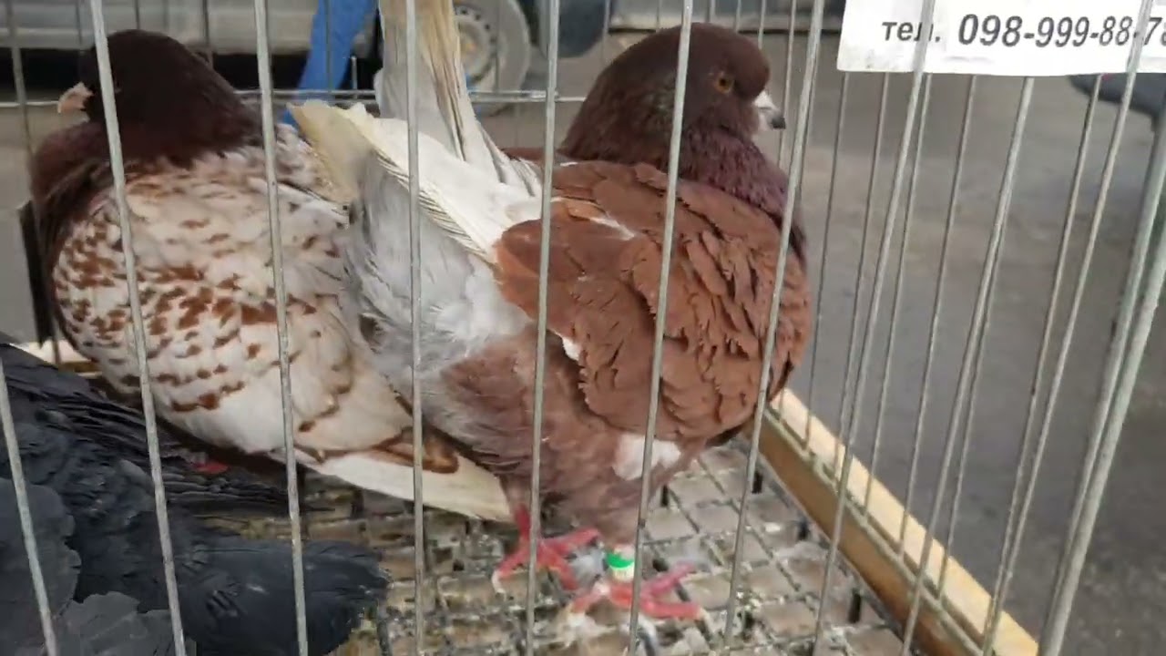 Тернопіль виставка Ринок/Базар..   Голуби/Кролики  11.02.2024р. Частина 2