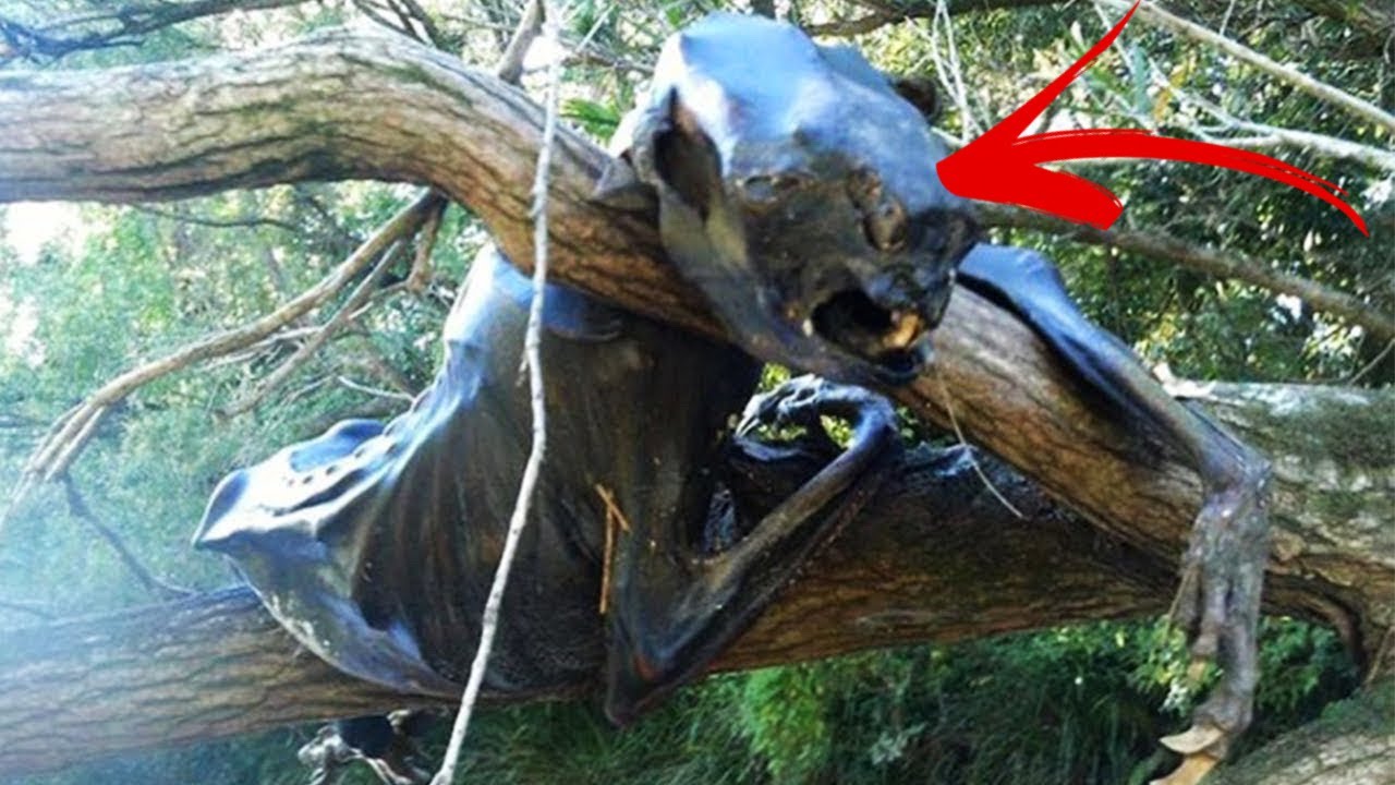 Mindenkit megdöbbentett, amit a tudósok a csernobili erdőben találtak