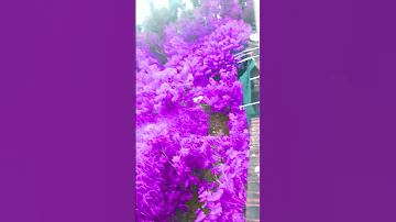 August 11 2025 