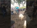 pasar kambing Adi jaya hari ini bos