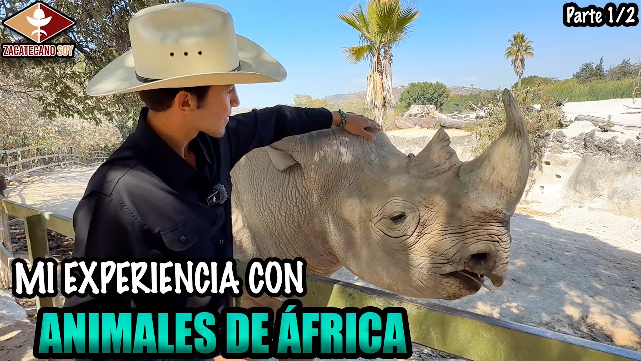 ALIMENTE UN RINOCERONTE en peligro de extinción