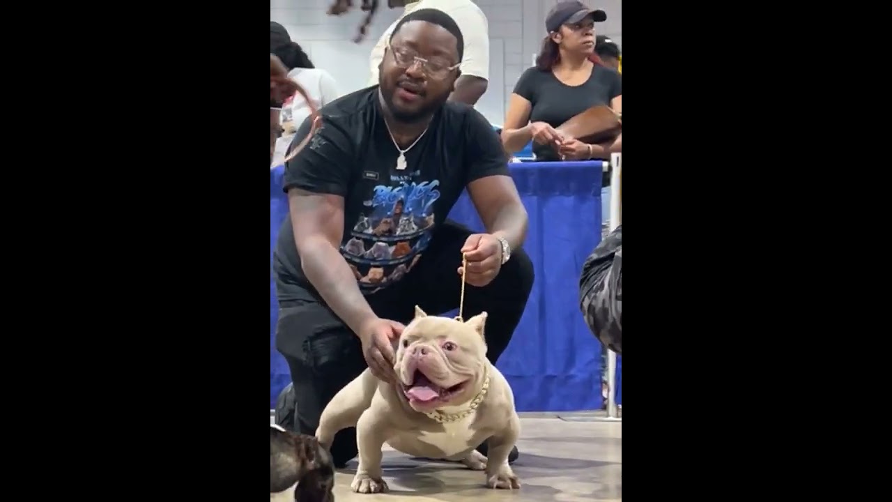 BULLRITO THE #1 MICRO EXOTIC BULLY IN THE WORLD RIGHT NOW! OWNED BY DEQUANN JACKSON BULLY AVENUE