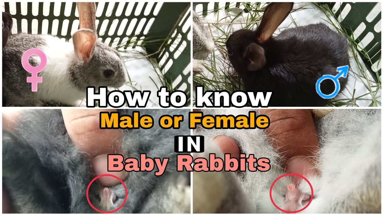 How to know male or female in baby Rabbits. - YouTube