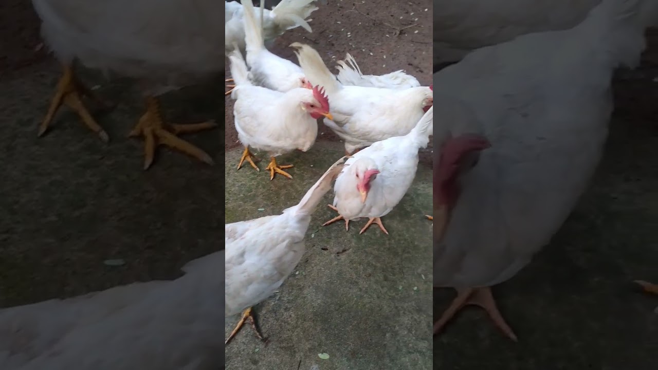 EP 71 Special Chicks