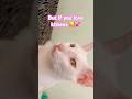 Keep scrolling 💔 #funny #viral #relateable #sendit #shortsfeed #shorts #funny #cat #pets #kitten