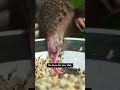 Meet Amba, A Rescued Pangolin