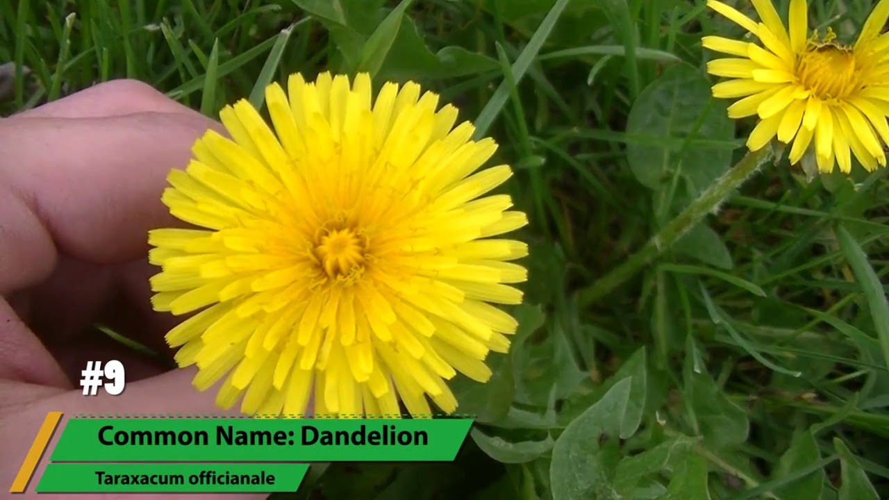12 Edible Plants That Grow In Your Yard YouTube