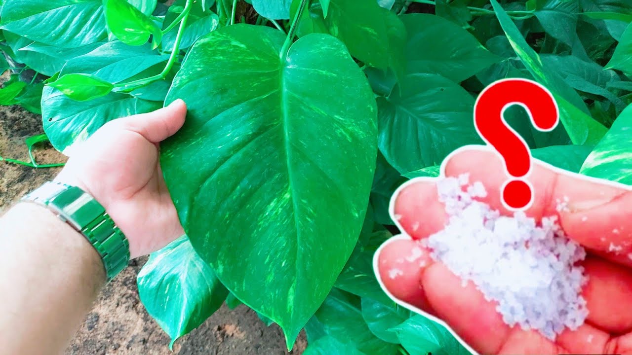 اسرار نبات البوتس كيفية الحصول على نبات بوتس حجم كبير بدل ما تشتريه بسعر غالي