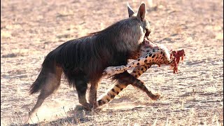 BROWN HYENA — the nightmare of cheetahs and leopards! Brown hyena vs lion and wild dogs!