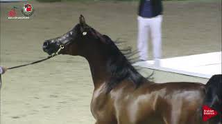 N.486 D SHUJA'A - UAE Nationals 2019 - Colts (2 Years Section D) (Class 6D)