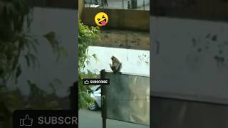 नीचे उतर ?? Funny Monkey ? funnymonkey shortsfeed ytshorts