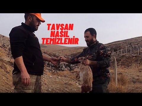 TAVŞAN TEMİZLEME , TAVŞAN YÜZME , TAVŞAN NASIL TEMİZLENİR , TAVŞAN NASIL SOYULUR