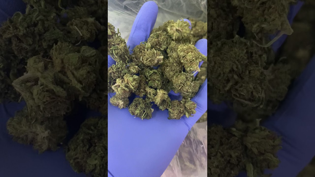 Hawaiian Haze Hemp Flower from Oregon