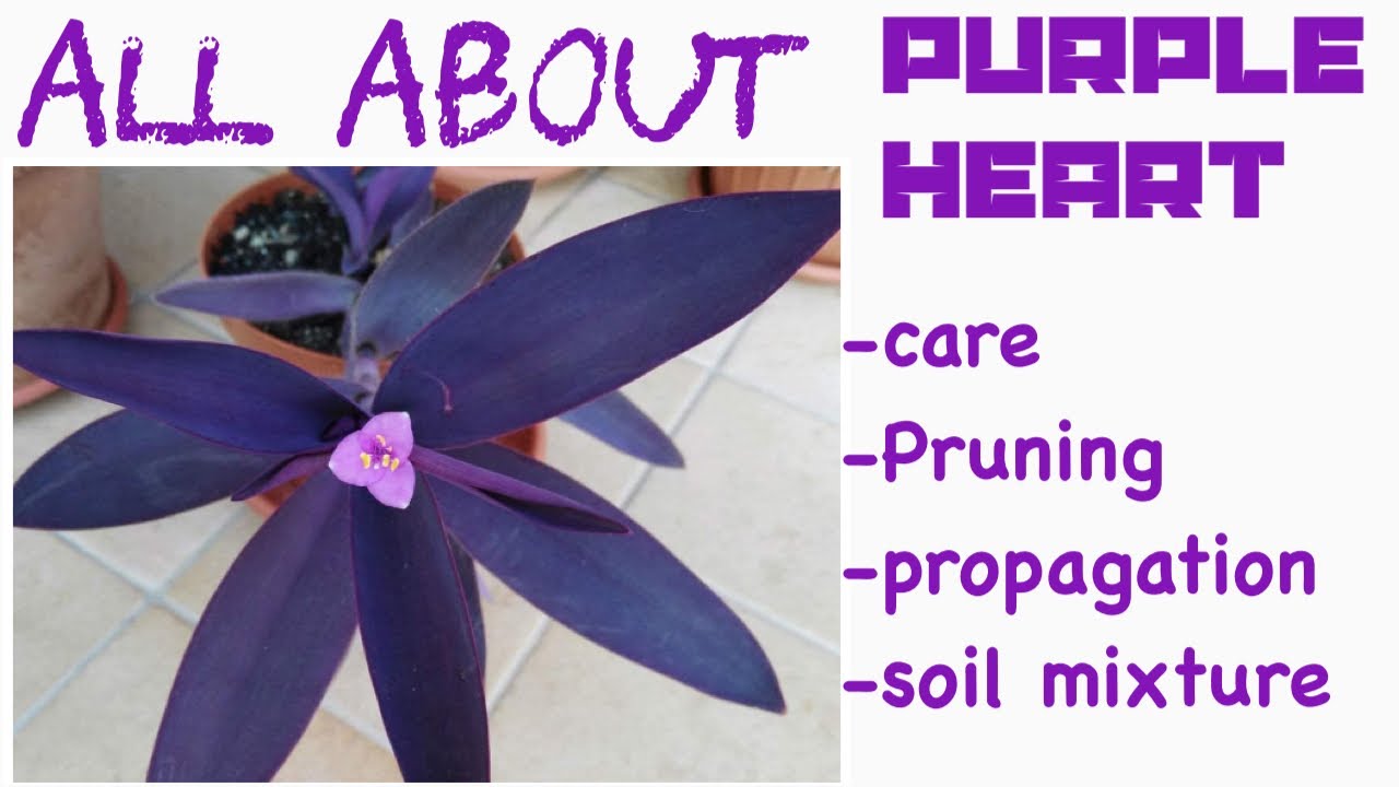 Purple heart plant carePurple heart plant propagationPurple heart