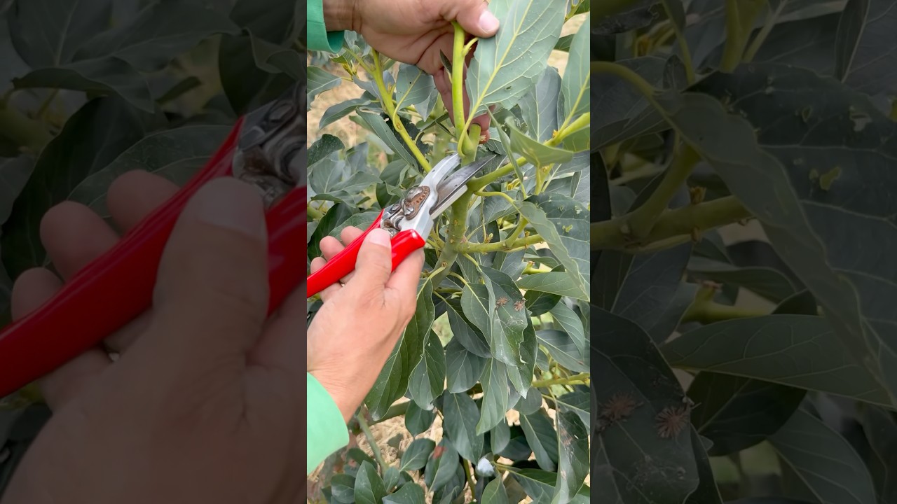 ¿Cómo MEJORAR la poda en AGUACATE?