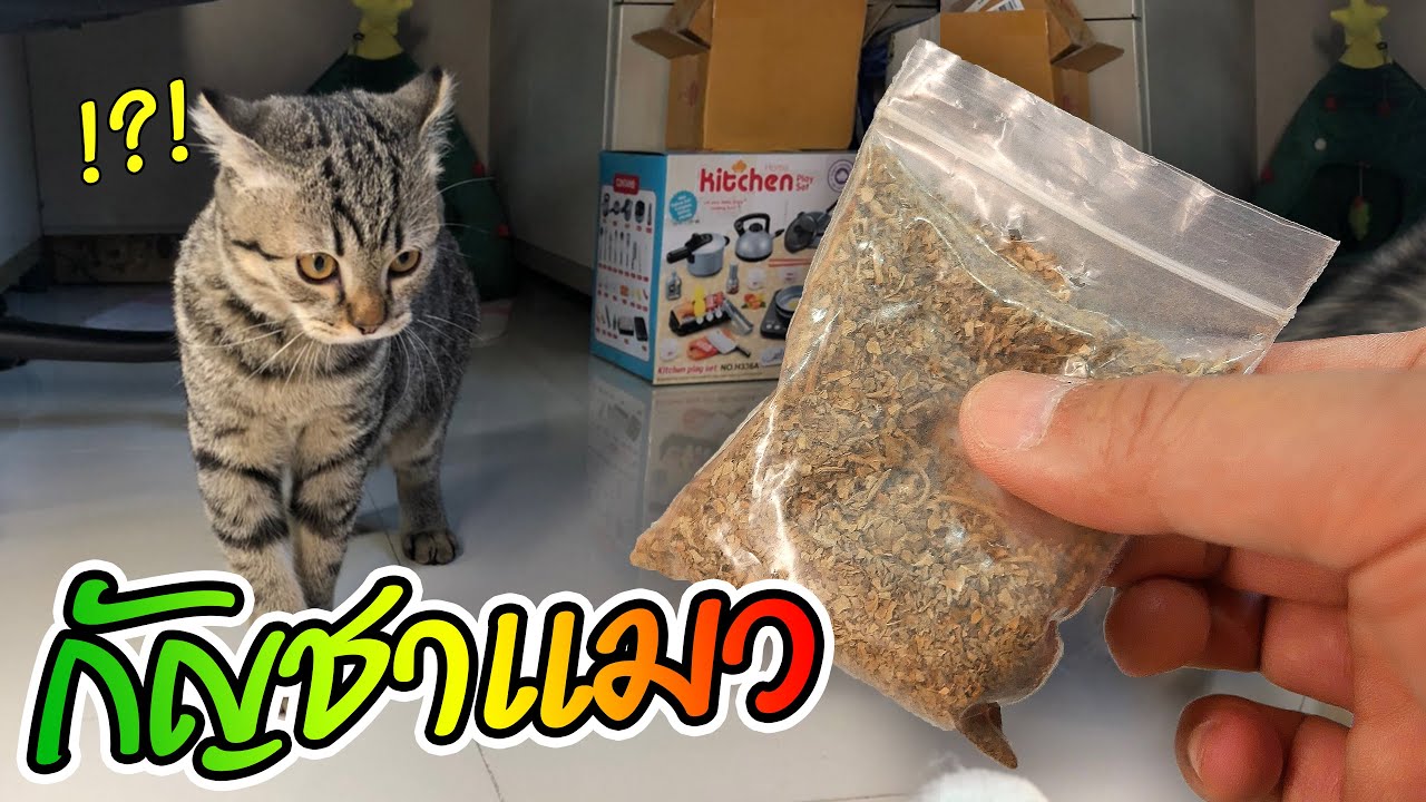 ลูกแมวสายเขียว 🌿 ลองกัญชาแมวเป็นครั้งแรก 😸!!🌱 baifaii