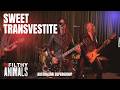 Sweet Transvestite - TIM CURRY cover by The Filthy Animals