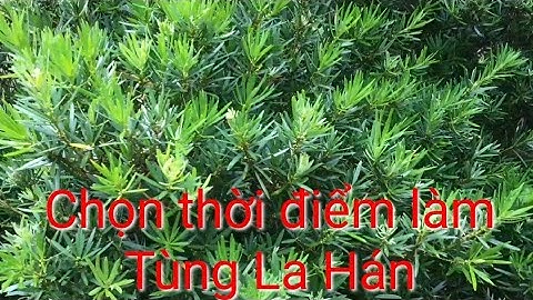 Nên làm Tùng La Hán vào khi nào ?