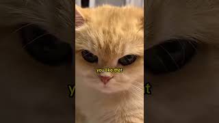 Facts Of Cats Episode 4