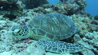 Beautiful Dive At Maldives Ocean Tales Mv