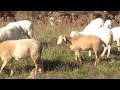 Greg Judy at Green Pastures Farm discussing parasite resistant sheep flock management