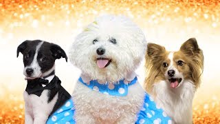 It's Pet Fashion Week at Chewy! | Chewy