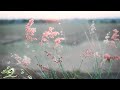 3 Hours of Beautiful Violin, Piano, Harp, Flute & Guitar Music | Instrumental Music Playlist