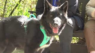 видео: ДТ - 347. Волкособ рвется с поводка и кусается. Итоги выбора красивого щенка. Честный разговор. картинка: ДТ - 347. Волкособ рвется с поводка и кусается. Итоги выбора красивого щенка. Честный разговор.