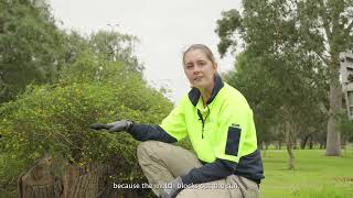 Mulch Tips for Your Garden | City of Adelaide