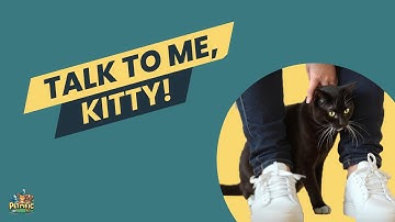 Unlocking the Secret Language of Cats: Show Your Cat Some Love in a Language They Understand!