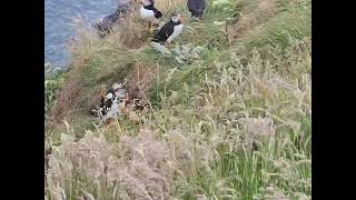 Isle of Staffa, Scotland 