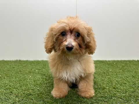 Video van Kruising Vrouwelijk Abricot - PUP-ID 032326241 | Dierenhof Debrabandere